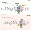 Graphical abstract