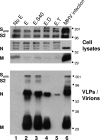 FIG. 4.