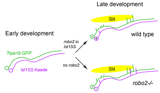 Fig. 8.