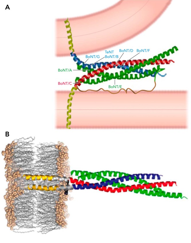 FIGURE 1.