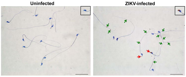 Extended Data Figure 1