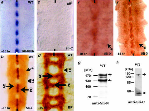 Figure 1.—