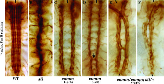 Figure 3.—