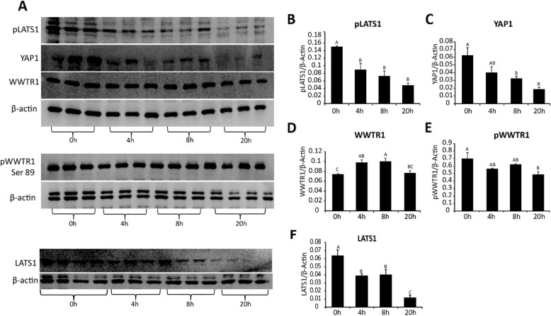 Fig. 7