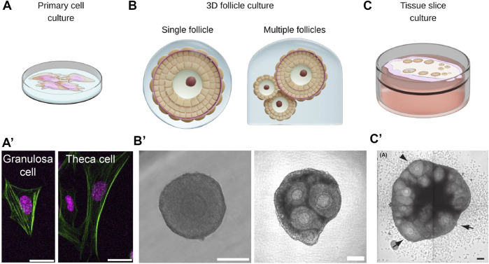 FIGURE 4