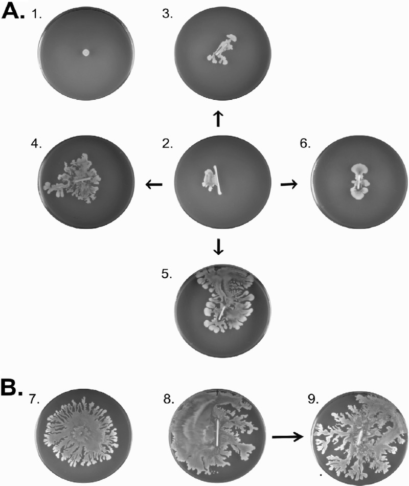 Fig 5