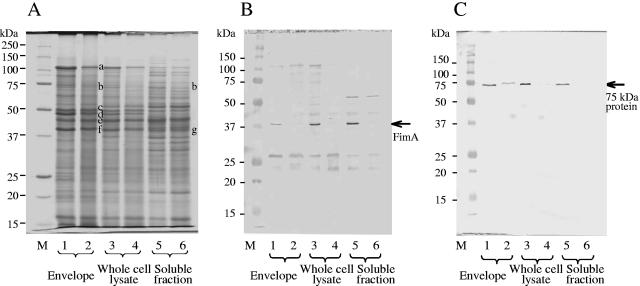 FIG. 5.