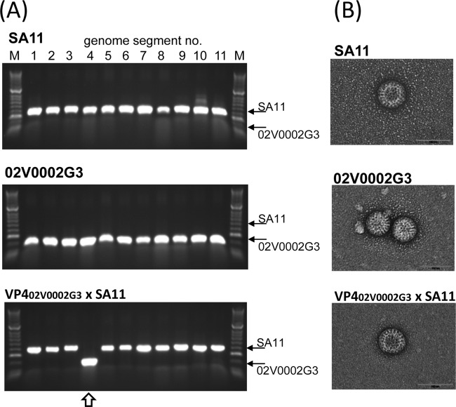 FIG 2