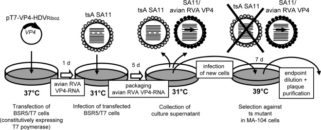 FIG 1