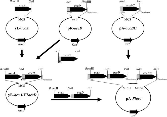 FIG. 2.