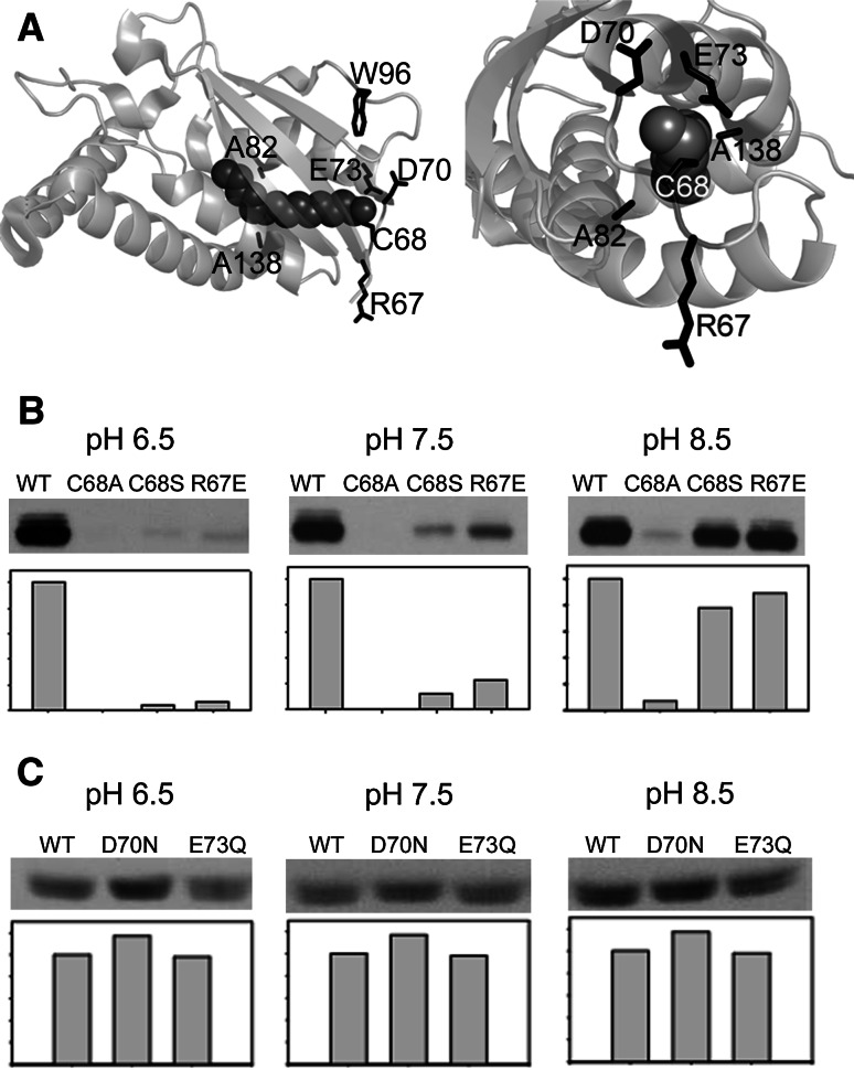 Fig. 1