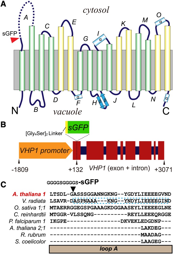 Figure 1.