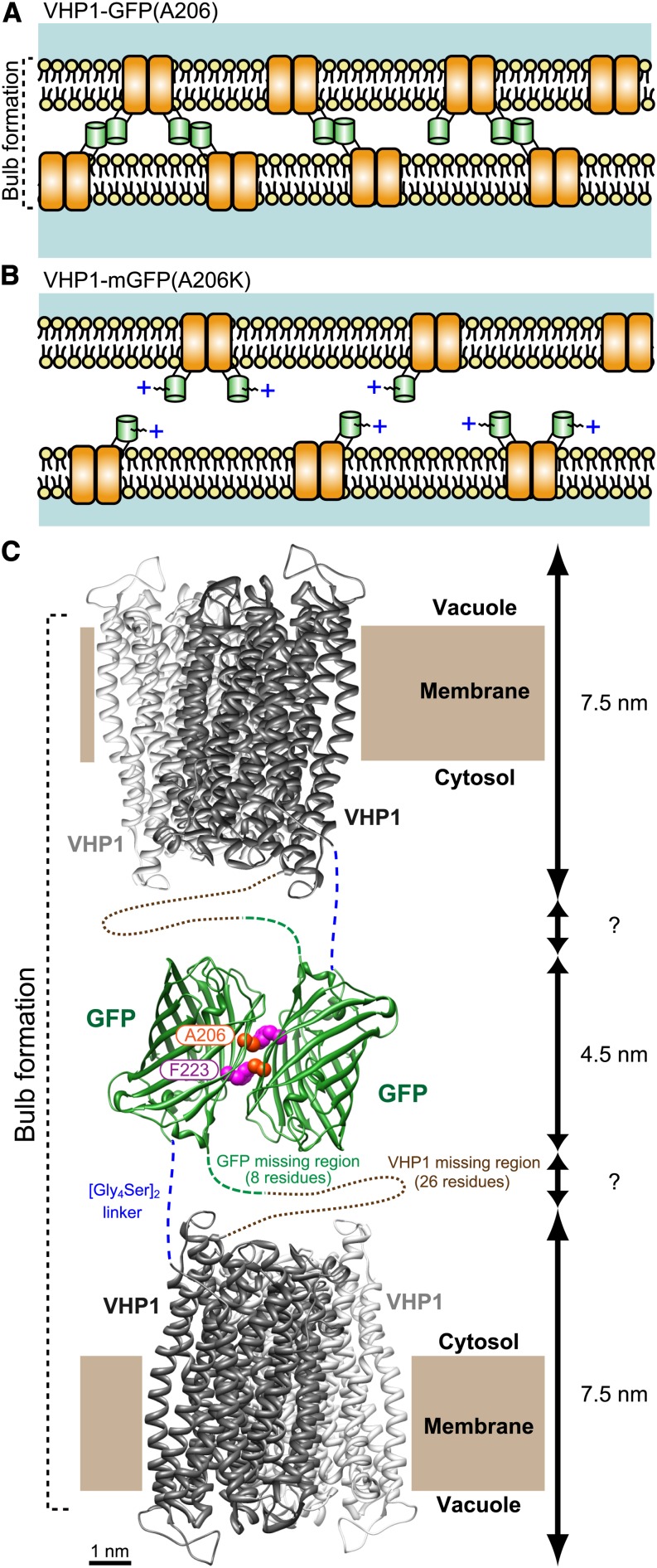 Figure 7.