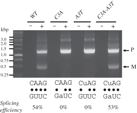 Figure 5.