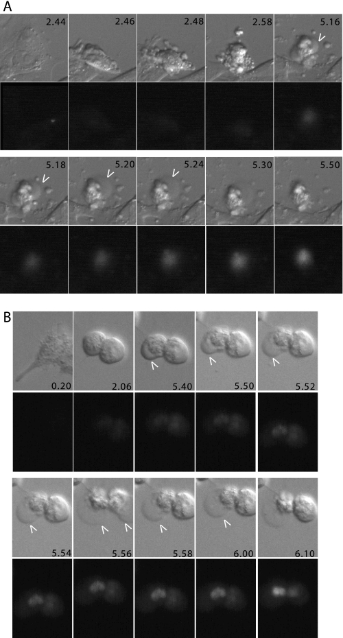 FIGURE 4.