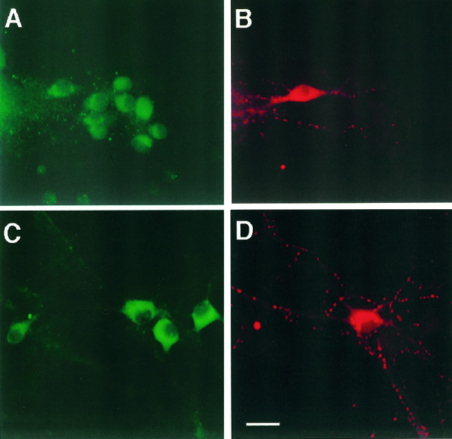 Fig. 13.