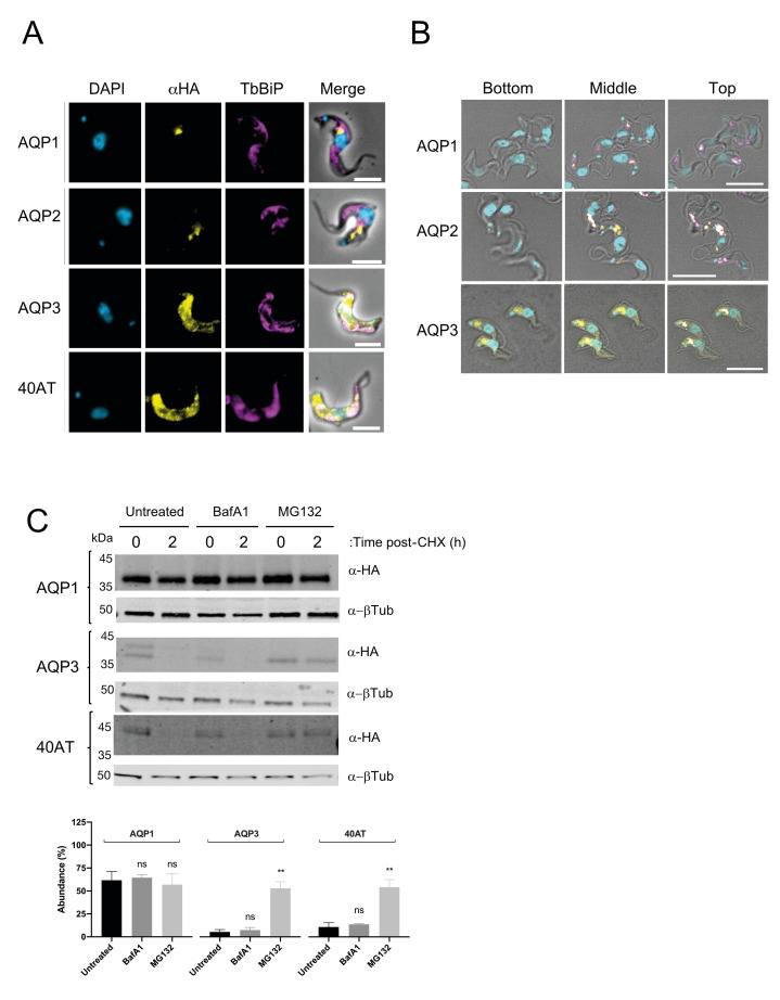 Fig 7