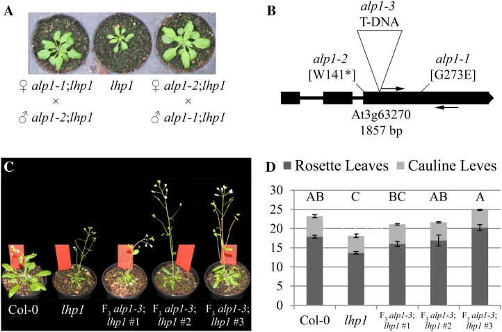 Figure 5.