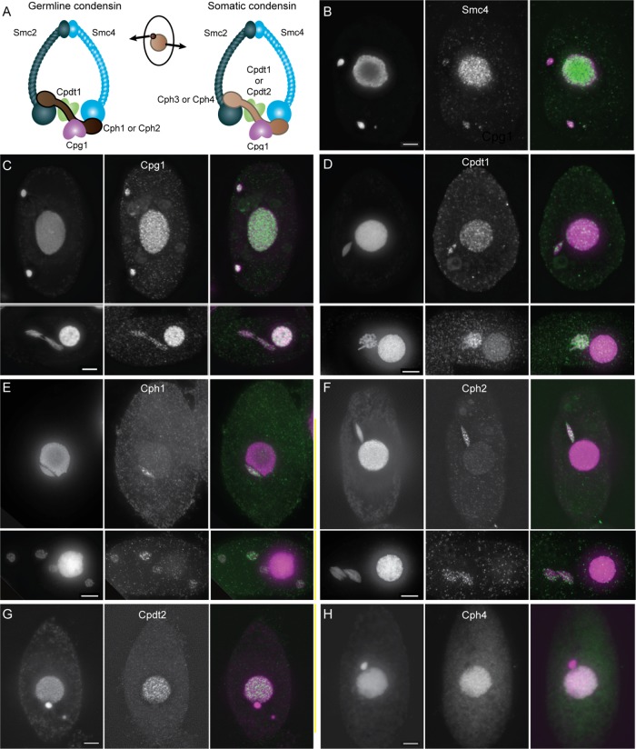 FIGURE 3: