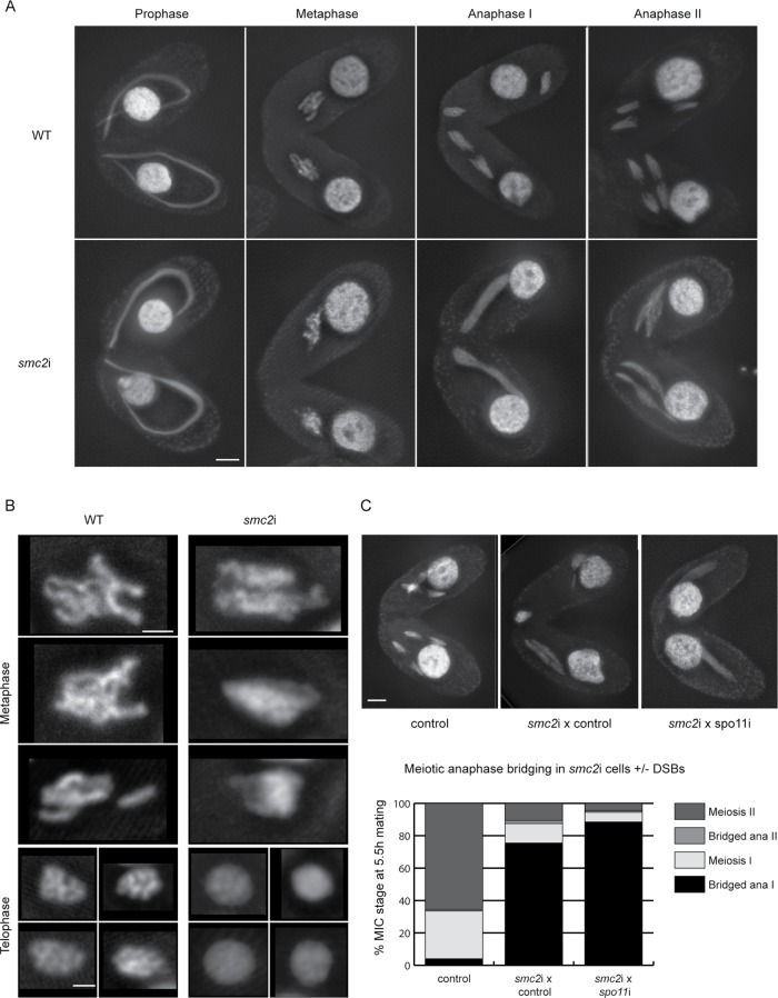 FIGURE 6: