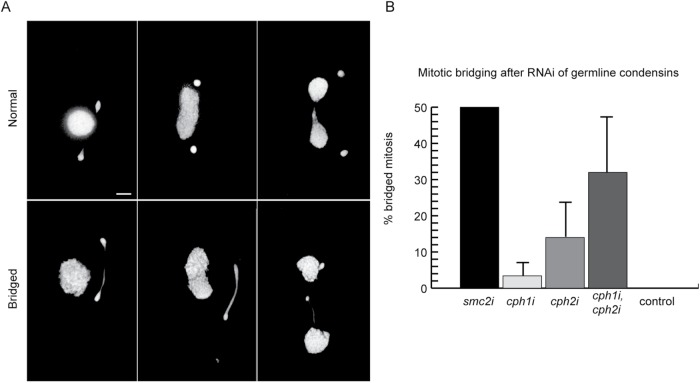 FIGURE 5: