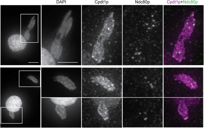 FIGURE 4: