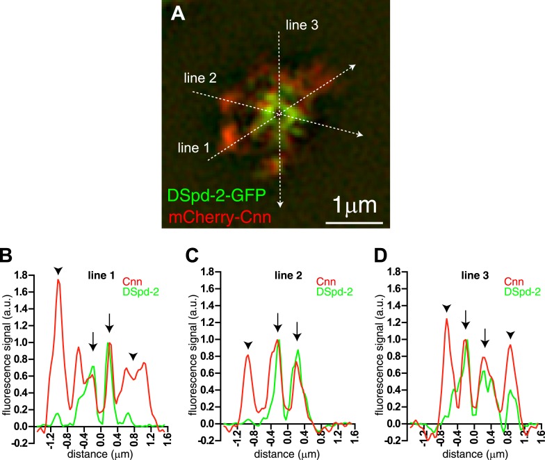 Figure 3—figure supplement 1.