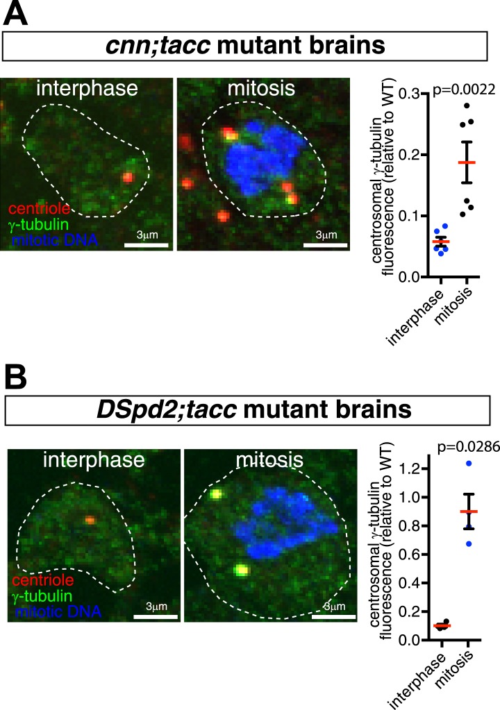 Figure 9—figure supplement 1.