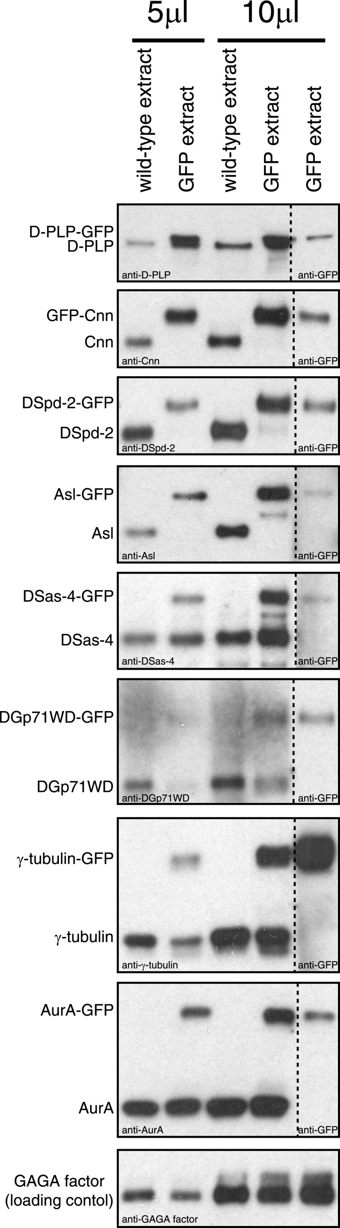 Figure 1—figure supplement 1.