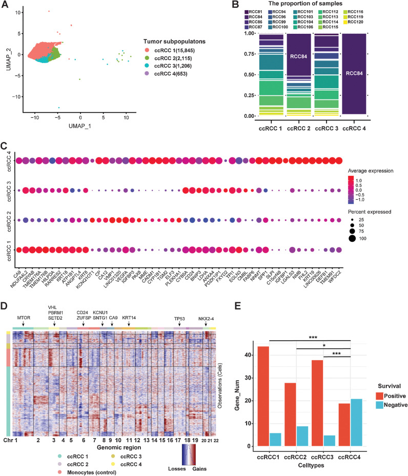 Figure 3. Heterogeneity of tumor cells in human ccRCC. A, UMAP plot of four subtypes of ccRCC tumor cells (ccRCC1, ccRCC2, ccRCC3, and ccRCC4). B, Proportion of samples in each tumor cell type. C, Bubble chart showing DEGs in each tumor cluster (color represents the expression level, and dot sizes represent the relative abundance). D, CNV landscape of tumor cells (monocytes were used as the reference cells; the red color represents gains of copy number, whereas the blue color represents losses of copy number). The annotated gene represents its chromosomal location (arrows). E, The number of genes associated with prognosis is found by integrating differentially expressed genes from tumor cells into TCGA database on ccRCC (*, P < 0.05; **, P < 0.01; ***, P < 0.001).