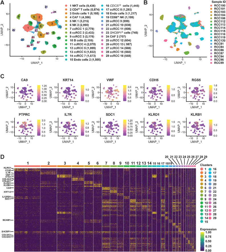 Figure 4. Single-cell chromatin accessibility landscape in ccRCC. A, UMAP plot shows the cell landscape of ccRCC identified by scATAC-seq. B, Proportion of 19 ccRCC samples in each cell type. C, UMAP plots shows the gene activity scores of marker genes identified from each cell cluster. The color represents the grade. D, Heatmap represents the top 10 peaks for each cell cluster identified by scATAC-seq.