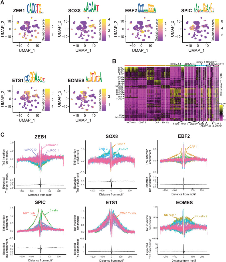 Figure 7. Characteristics of TFs in ccRCC were identified by scATAC-seq. A, UMAP plot highlighting TF motif scores for ZEB1, SOX8, EBF2, SPIC, ETS1, and EOMES. B, Heatmap represents the 290 variable TF motifs from each cluster by scATAC-seq. C, TF footprints of ZEB1, SOX8, EBF2, SPIC, ETS1, and EOMES with motifs in each cluster by scATAC-seq. The Tn5 insertion bias track is shown below.