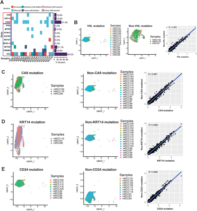 Figure 2. scRNA-seq revealed the relationship between gene mutation and gene expression in ccRCC. A, WES for ccRCC samples. Each row represents a gene, and the frequency of mutations is indicated on the right side of the bars. Cluster of tumor cells in VHL (B), CA9 (C), KRT14 (D), and CD24 (E) mutated samples are shown in the left. Cluster of tumor cells in VHL (B), CA9 (C), KRT14 (D), and CD24 (E) nonmutated samples are shown in the middle. Scatterplot showing the log1p of the average expression per gene of VHL (B), CA9 (C), KRT14 (D), and CD24 (E) mutated/nonmutated samples in the right.