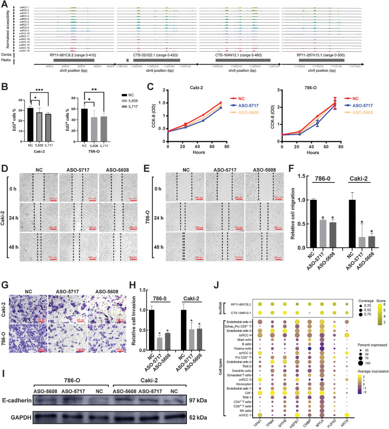 Figure 6. Discovery and validation of specific lncRNAs in ccRCC tumor cells. A, Specific lncRNAs in ccRCC tumor cells were identified by scATAC-seq. B, ASO-5717 hit the CTB-164N12.1 specifically, while ASO-5608 hit the RP11-661C8.2. Cell proliferation was assessed by immunofluorescence using the EdU incorporation assay (*, P < 0.05; **, P < 0.01; ***, P < 0.001). C, Absorbance of 786-O and Caki-2 cell lines was measured at 450 nm after ASO treatment. D and E, Wound-healing assay reflected the migration of ccRCC after ASO treatment (scale bar: 500 μm). F, Results of wound-healing assay were statistically analyzed (*, P < 0.05). G, Transwell assay reflected the invasion of ccRCC after ASO treatment (scale bar: 250 μm). H, Results of transwell assay were statistically analyzed (*, P < 0.05). I, Western blotting analysis after ASO treatment in 786-O and Caki-2 cells. J, Integrating protein mass spectrometry (above panel) and scRNA-seq results (below panel), mapping the closely binding proteins found by protein mass spectrometry to gene expression in cell types identified by scRNA-seq.