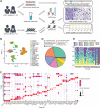 Figure 1. Overview of single-cell transcriptomic atlas of ccRCC sample. A, Schematic of the experimental design for this study. The same images from Fig. 6G and J were used for the right panel in A. B, UMAP plot representation of ccRCC with 22 distinct cell types. The exhausted (Exhau) CD8+ T cells, TAMs, CAFs, DCs, proliferative (Pro) CD8+ T cells, and exhausted-proliferative (E-P) CD8+ T cells. C, Bubble chart showing the marker genes of each cluster. Dot size represents the proportion of cells, and the color represents gene expression with high or low. D, Pie graph showing the fraction of main cell types. E, Proportion of 19 ccRCC samples in each cell type.