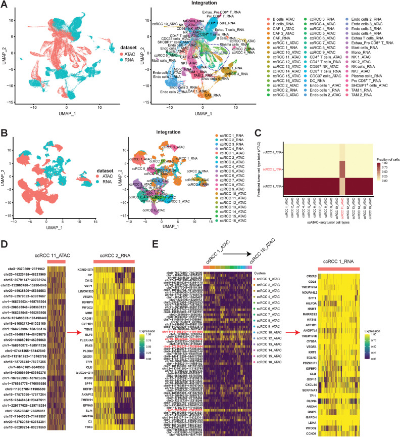 Figure 8. Integrating scRNA-seq and scATAC-seq analysis. A, Integrating all cell types from scRNA-seq and scATAC-seq by UMAP plot. B, Integrating tumor cell types from scRNA-seq and scATAC-seq by UMAP plot. C, Heatmap showing the proportions of tumor cells from each scATAC-seq cluster (x axis) that were annotated with cluster labels transferred from scRNA-seq clusters (y axis). D, ccRCC 11 (scATAC-seq cluster) specific chromatin accessibility regulated the gene expression characteristics of ccRCC 2 (scRNA-seq cluster). E, ccRCC 1–10, 12–16 (scATAC-seq cluster) specific chromatin accessibility regulated the gene expression characteristics of ccRCC 1 (scRNA-seq cluster).