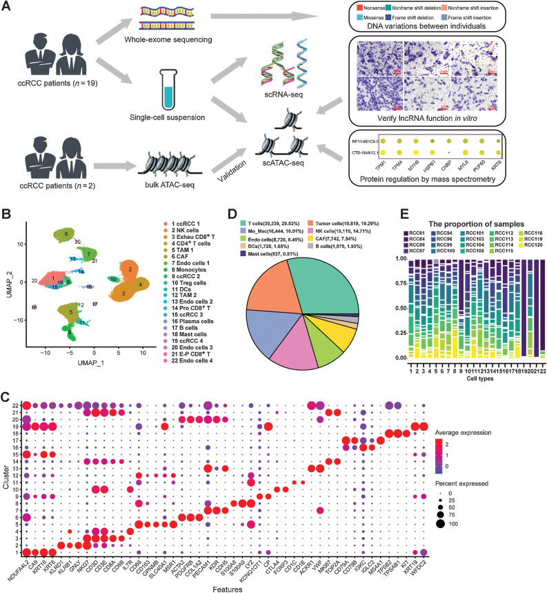 Figure 1. Overview of single-cell transcriptomic atlas of ccRCC sample. A, Schematic of the experimental design for this study. The same images from Fig. 6G and J were used for the right panel in A. B, UMAP plot representation of ccRCC with 22 distinct cell types. The exhausted (Exhau) CD8+ T cells, TAMs, CAFs, DCs, proliferative (Pro) CD8+ T cells, and exhausted-proliferative (E-P) CD8+ T cells. C, Bubble chart showing the marker genes of each cluster. Dot size represents the proportion of cells, and the color represents gene expression with high or low. D, Pie graph showing the fraction of main cell types. E, Proportion of 19 ccRCC samples in each cell type.