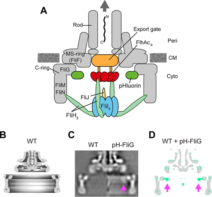 FIG 1 