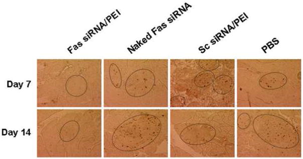 Fig. 5