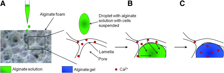 FIG. 1.