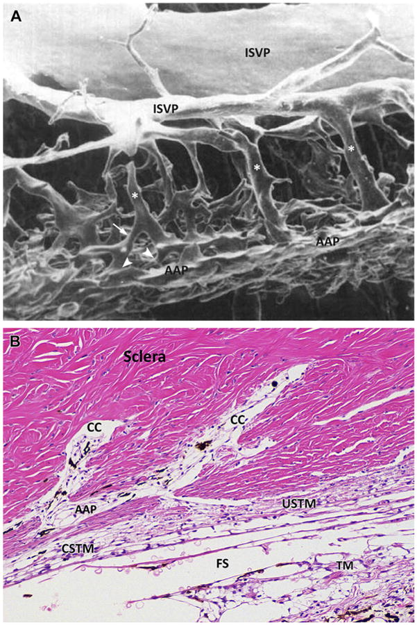 Fig. 10