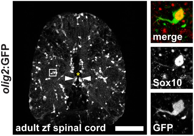 FIGURE 3