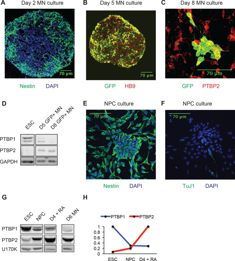 Figure 1—figure supplement 1.