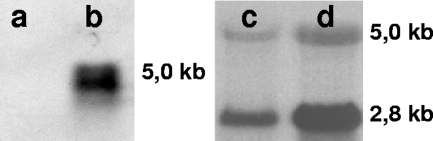 FIG. 5.