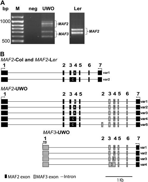 Figure 2.—