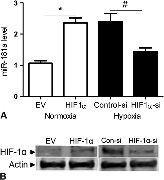 Fig. 3A–B