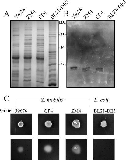 FIG. 1.