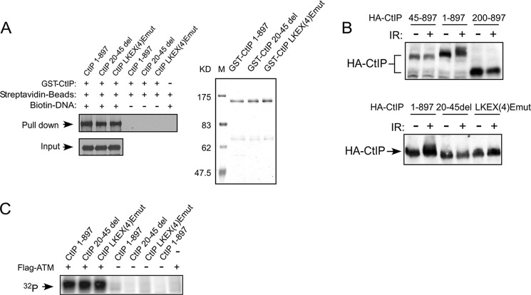 FIGURE 7.