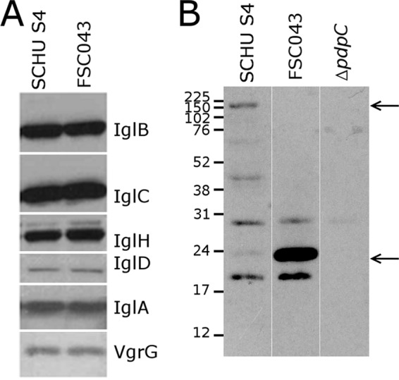 FIG 1