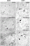 Figure 10: